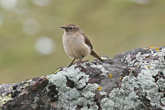 Streak-Throated Canastero photo 2