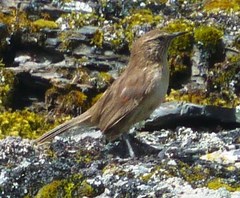 Streak-Throated Canastero photo 3
