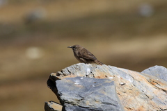 Streak-Throated Canastero photo 4