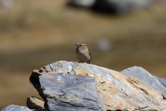 Streak-Throated Canastero photo 5