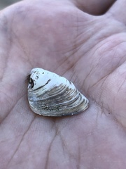 Dreissena polymorpha