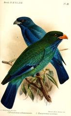 Azure Dollarbird photo 1