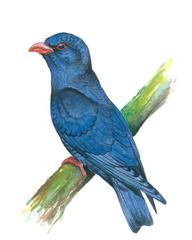 Azure Dollarbird photo 2
