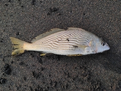 Umbrina xanti