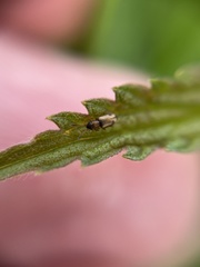 Psammoecus bipunctatus