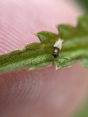 Psammoecus bipunctatus