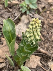 Veronica ritteriana