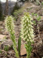 Veronica ritteriana