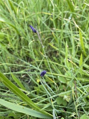Sisyrinchium idahoense
