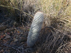 Mammillaria pottsii