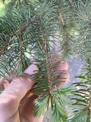 Pinaceae