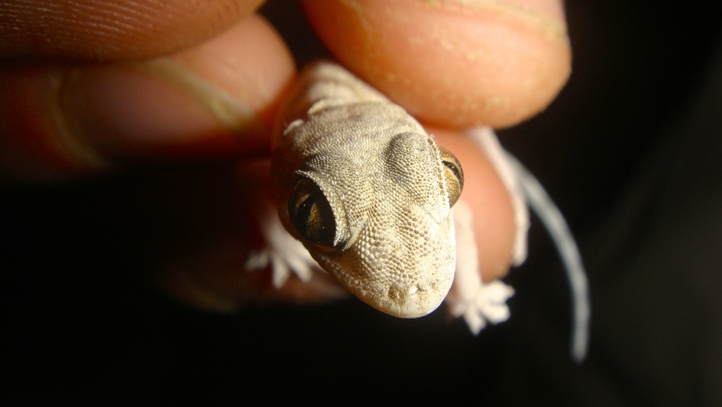 Ghost Gecko