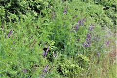 Vicia tenuifolia