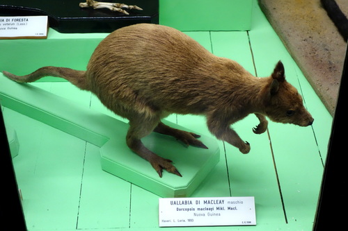 Macleay's Dorcopsis (Dorcopsulus macleayi) — Least Concern Mammalia