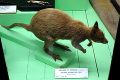 Macleay's Dorcopsis photo 1
