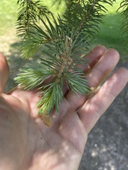 Pinaceae