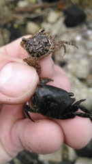 Pachygrapsus