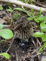 Morchella snyderi