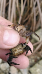 Pachygrapsus