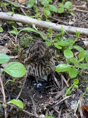 Morchella snyderi