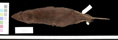 Small Dorcopsis (Dorcopsulus vanheurni) — Near Threatened Mammalia