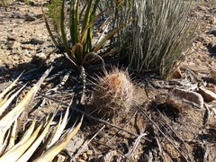 Thelocactus bicolor bicolor
