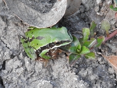 Hyla plicata