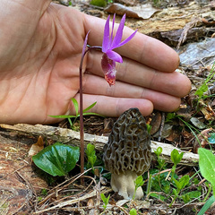 Morchella snyderi