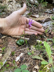 Morchella snyderi