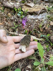 Morchella snyderi