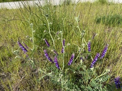 Vicia villosa