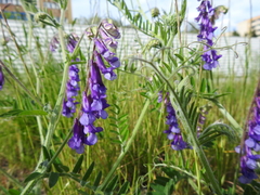 Vicia villosa