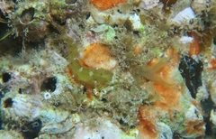 Apletodon