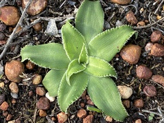 Chlorophytum crispum