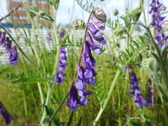 Vicia villosa