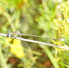 Lestes virgatus