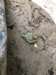 Lithobates sphenocephalus