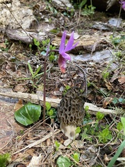 Morchella snyderi