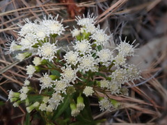 Ageratina paupercula