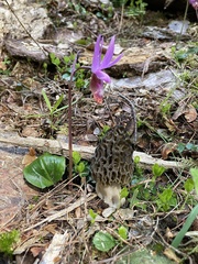 Morchella snyderi