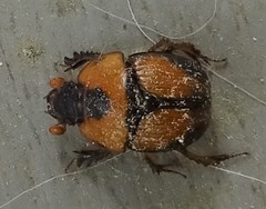 Bolbocerosoma tumefactum