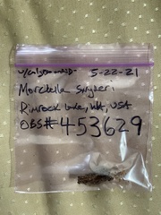 Morchella snyderi