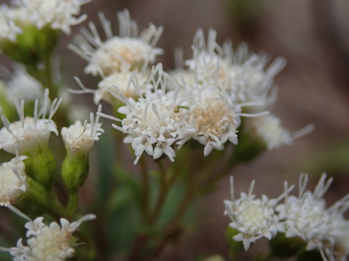 Image of Ageratina paupercula by (c) Nolan Exe, some rights reserved (CC BY)