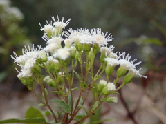 Ageratina paupercula