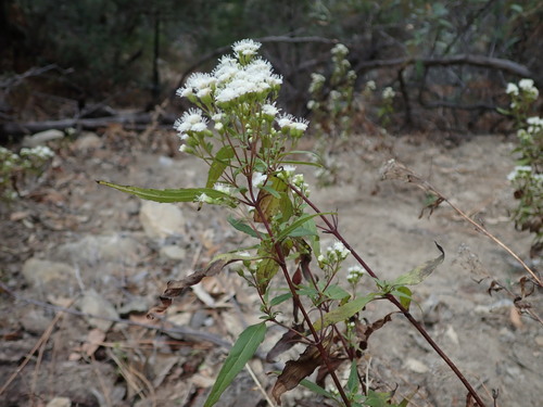 Image of Ageratina paupercula by (c) Nolan Exe, some rights reserved (CC BY)