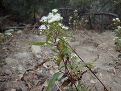 Ageratina paupercula