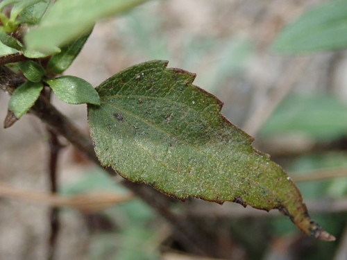 Image of Ageratina paupercula by (c) Nolan Exe, some rights reserved (CC BY)