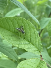 Rhagio vitripennis