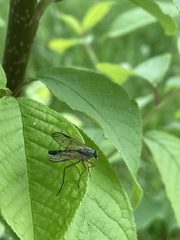 Rhagio vitripennis