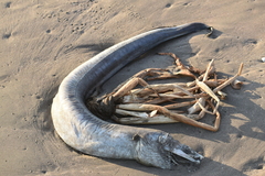 Conehead Eel photo 4